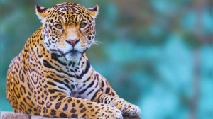 India's Leopard Trail: Top 5 Destinations for Guaranteed Sightings of the Elusive Big Cat