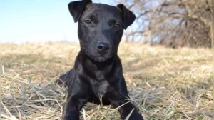 EXPERT WARNING: Top 3 Dog Breeds Unsuitable for Novice Owners