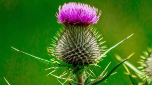Supplements for Fatty Liver: Why They're Not a Miracle Cure and May Do More Harm Than Good