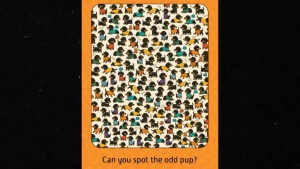 Challenge Your Vision: Can You Spot the Hidden Starfish in This Optical Illusion?