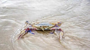 Offshore Wind Farm Cables Disrupt Crab Behavior, Threatening Marine Ecosystems – Study