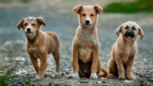 Dogs' Cognitive Prowess Rivals That of Human Children, Study Finds
