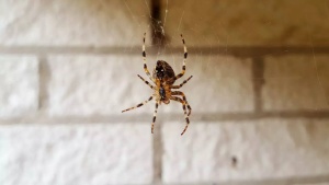 Home Riddled with Cobwebs? What They Mean and How to Get Rid of Them
Alternatively:
Cobwebs in Your House: Causes, Meanings, and Expert Removal Tips