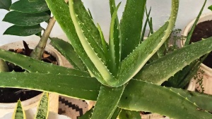Breathe Easy: 8 Houseplants That Combat Winter Smog and Purify Indoor Air