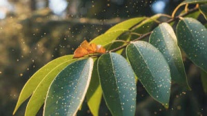 Scientists Uncover Nature's Gold-Making Secret Within Trees
OR
Microbes in Spruce Trees Found to Facilitate Gold Nanoparticle Formation, Study Reveals
OR
Green Gold Rush? Study Shows How Trees and Microbes Team Up to Create Gold Nanoparticles