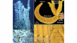 Deep-Sea Worm Turns Toxic Arsenic into Golden Shield for Survival Near Hydrothermal Vents