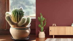 Cacti: The Ultimate Low-Maintenance Houseplant for Health, Home, and Happiness