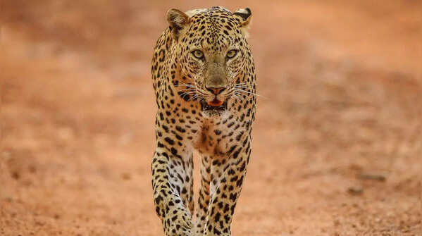 Leopard standing in Jhalana Leopard Reserve