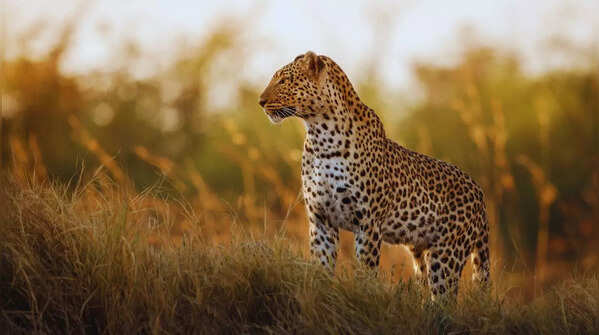 Leopard in Kabini Wildlife Sanctuary