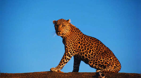 Leopard resting on rocks in Bera
