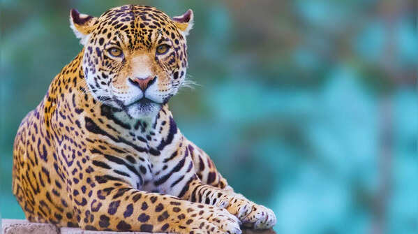 Leopard walking in its habitat