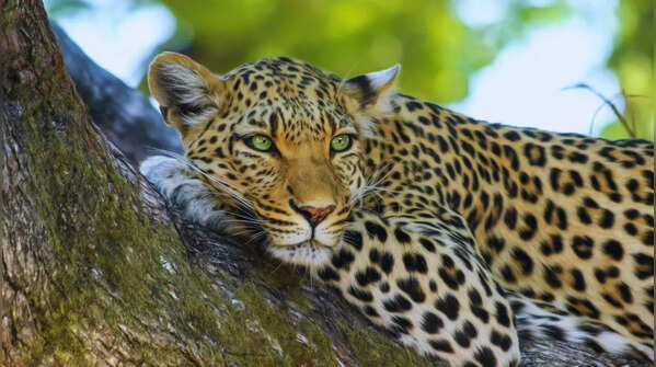 Leopard lurking in Jawai Leopard Reserve
