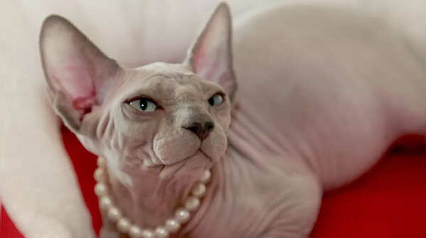 A hairless Sphynx cat with wrinkled skin.