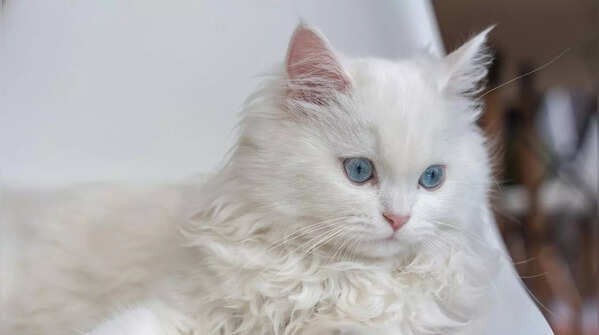 A fluffy Persian cat with a luxurious coat.