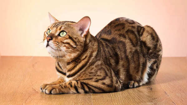A Bengal cat showcasing its wild, leopard-like spots.