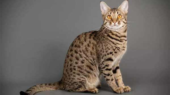 A sleek Savannah cat with a spotted coat.