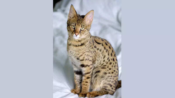 A majestic Ashera cat with its distinctive markings.