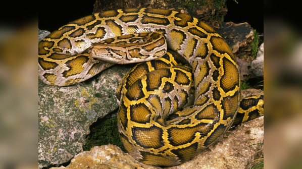 Indian Python coiled on a tree branch
