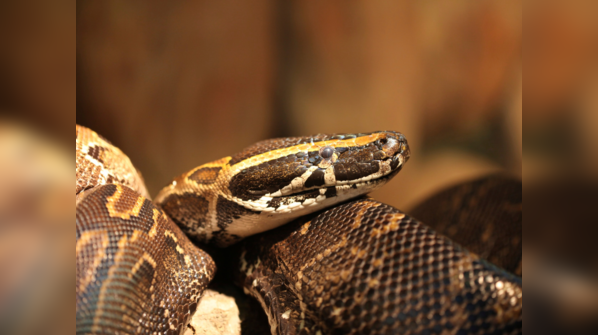 African Rock Python resting on a tree