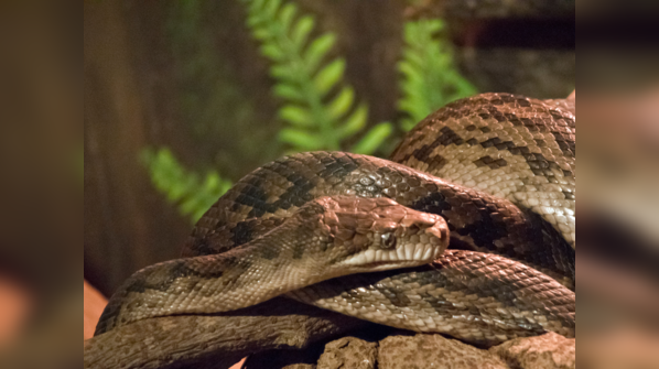 Amethystine Python coiled on a rock