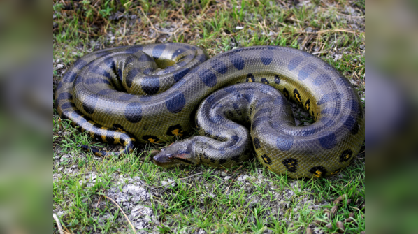 Green Anaconda submerged in water