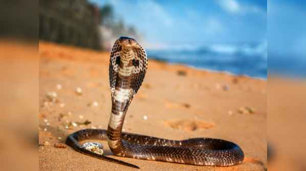 King Cobra raising its hood
