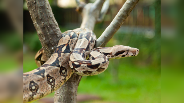 Boa Constrictor resting on a tree branch
