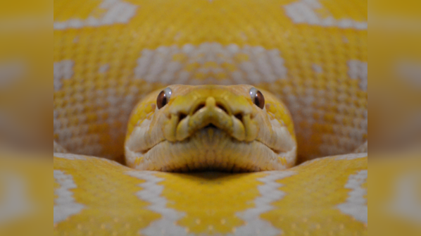 Yellow Anaconda swimming in a wetland