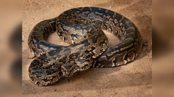 A massive snake slithering through the jungle