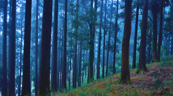 Dow Hill in West Bengal, infamous for its haunted school and woods