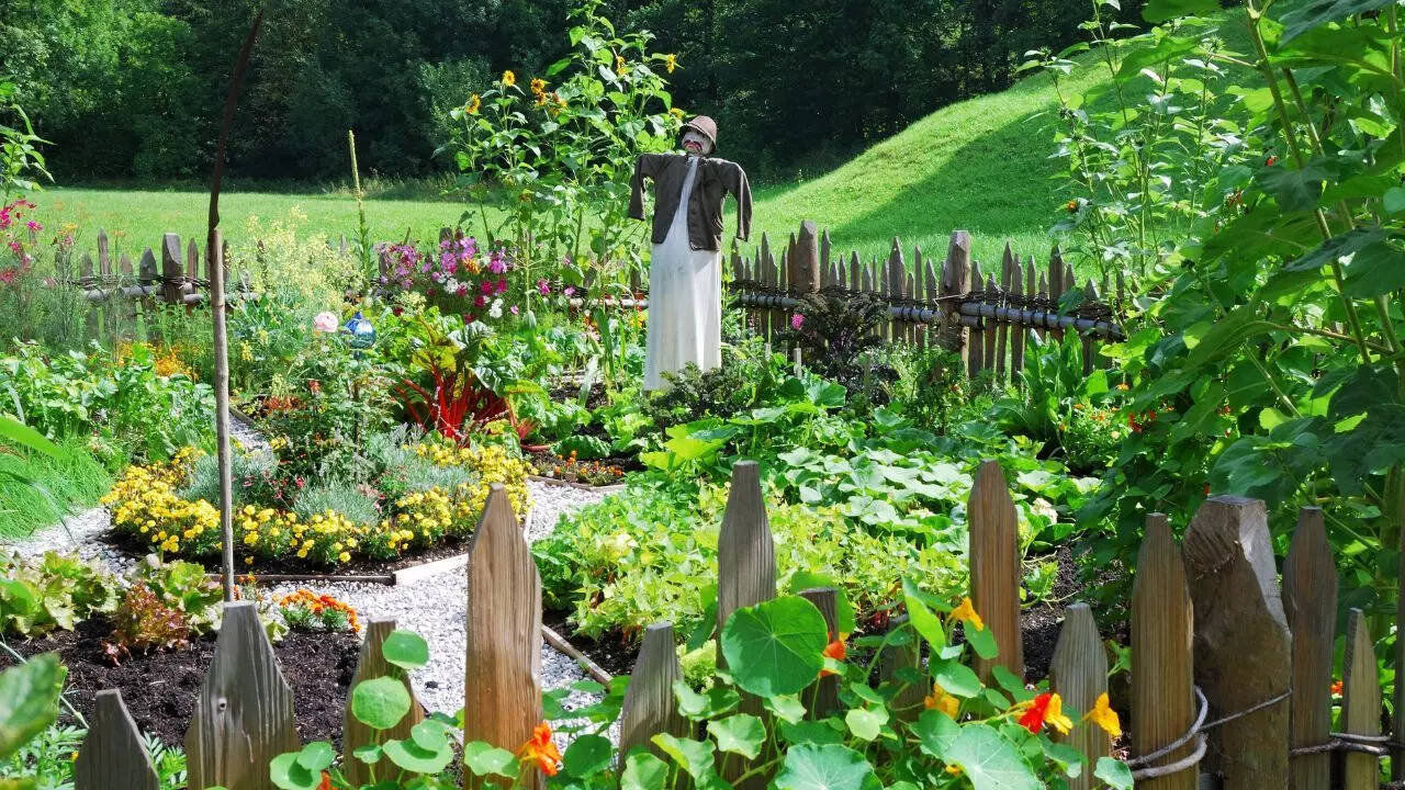 Starting a kitchen garden in the monsoon