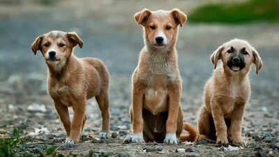 These dogs can actually think like humans — surprisingly smarter than children